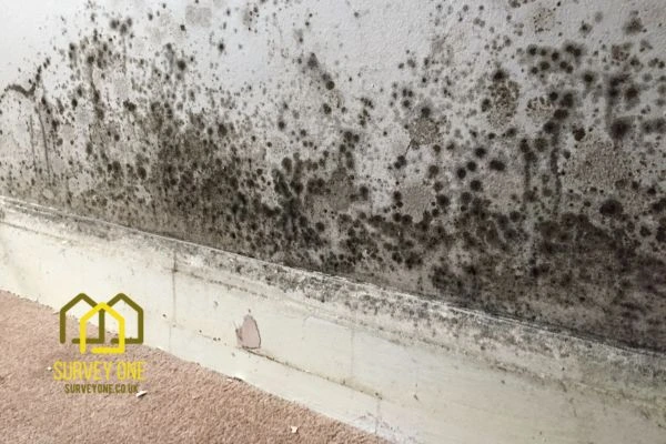 What’s the First Step to Take When You Notice Damp on a Party Wall Surbiton?